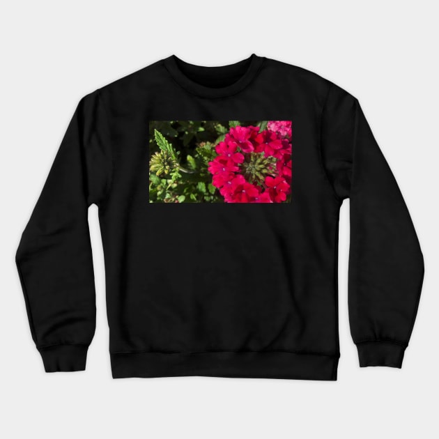 The Delicate Balance of Summer Flowers Crewneck Sweatshirt by Photomersion